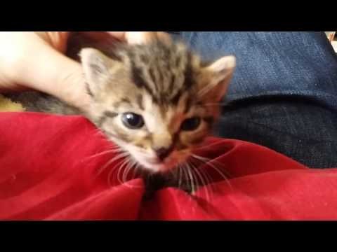 Mewling kitten