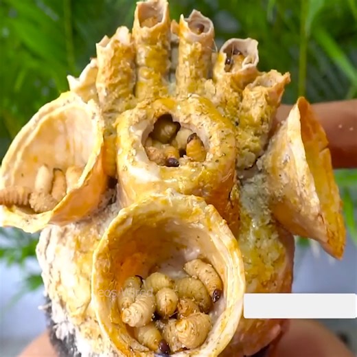 Removing Biggest Lice With Worms On Scalp 547 | Videos Wired