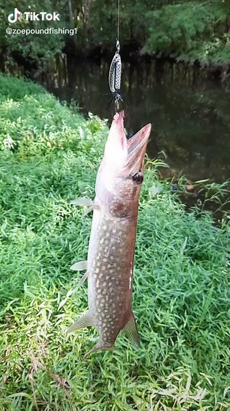 Pickerel #fishtok #fisherman #outdoors #creekfishing #fish