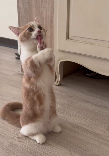 Spend the morning with Bubu 💕🐱 #cat #cuteanimal #foryoupage❤️❤️ #catlover #cats
