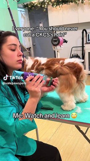 Trimming a Cavalier's Coat: Tips for Pet Owners