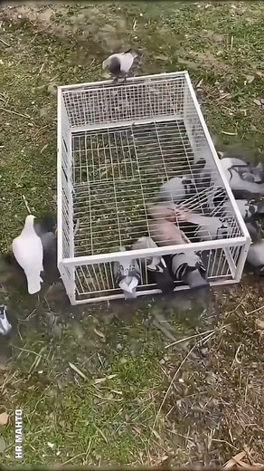 2.6M views · 39K reactions | Smart Chinese Hack to Catch Pigeons Safely      . #gadgets #facts #birds #Pigeon #travel #reels #fbreels #funny #trending #viral #love #Amazing #china #Pets | HR Mahto | Facebook