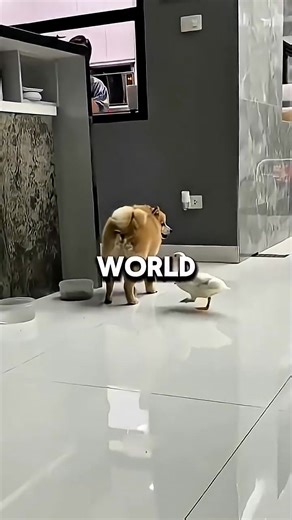 The Loyal Duck ❤(720P_HD) | Choose It