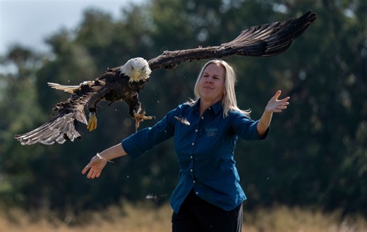 Audubon Birds of Prey center in Maitland returns 800th bald eagle to wild