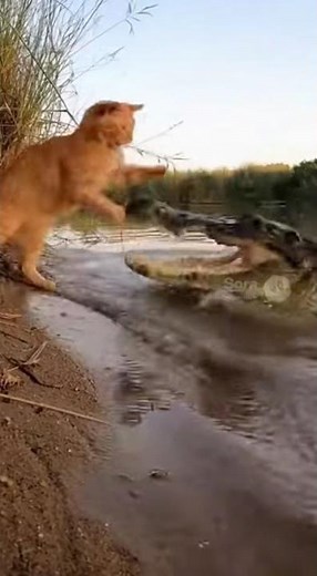 Cat Drinks Water, Crocodile Attacks! 😱 Unbelievable Escape!