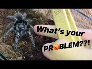 "GIVING a TALK" to my UNGRATEFUL TARANTULA ..