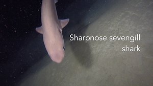 We're thrilled to share our first publication of 2019 - and this is a cool one! Last year, we began studying deep-water shark communities in the Bahamas with our collaborator Dr. Brennan Phillips from the University of Rhode Island. Exploring the depths of the Tongue of the Ocean, we discovered a sharpnose sevengill shark, at around 2500ft! These are the first ever recorded behaviors of this species in the wild, and the first record of it in this locality! There is so much to be discovered yet. 