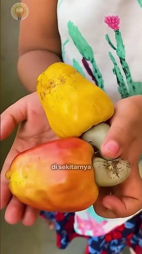 Ternyata Kacang Mete Berasal dari Buah, Ini Faktanya