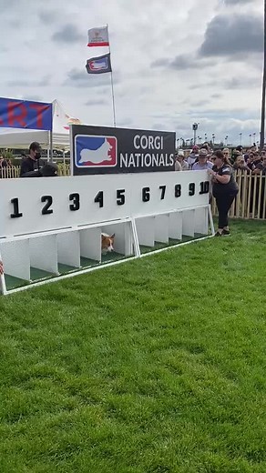 Manny competed at Corgi Nationals! He was in #9! Got lost in the corgi chaos but we had the best day! #corgi #socalcorgi #wintercorginationals #corginationals