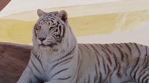 White tiger chilling in the shadow - Free Stock Video