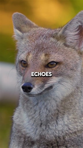 Fox The Clever Trickster of the Wild #foxfacts #wildlife