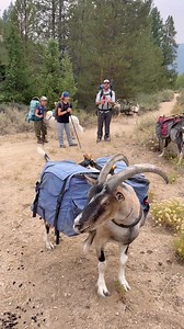 We went on a packgoat adventure! #greatpyrenees #goats #packgoats #backcountrycamping #backpacking | Fixedblade0124