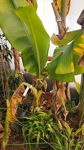This is just an update before I take off to go help family I wanted to make sure everyone saw how well the greenhouse is doing. | Yahuah's Farm
