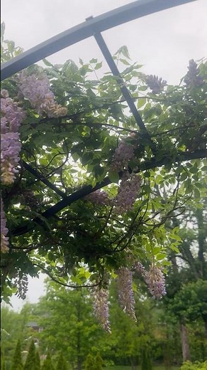Native Plants: Wisteria!
