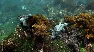 Two Galapagos marine Iguana crawling on rocks underwater ocean. Video demonstrates iguana swimming. Wild animal iguana Amblyrhynchus cristatus on seabed in marine life of wild nature of Pacific Ocean.