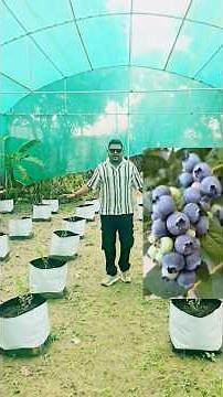 How to Start a Blueberry Farm (Setup Insights)