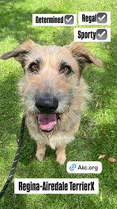 Meet Regina!! Our 2 year old Airedale Terrier Mix. Regina is a sweet dog who loves being with her people, ignores her surroundings, and likes belly rubs. She has been shy towards men initially, but has gotten a lot better with exposure to our volunteers and staff. Want to meet Regina? Give us a call ☎️ did you know that all large dogs over 40 pounds have a reduced adoption fee of 50% off? The shelter is open from 11 to 5 daily. You can call the shelter at (909) 931-4185 from 10:30 to 5 daily to 