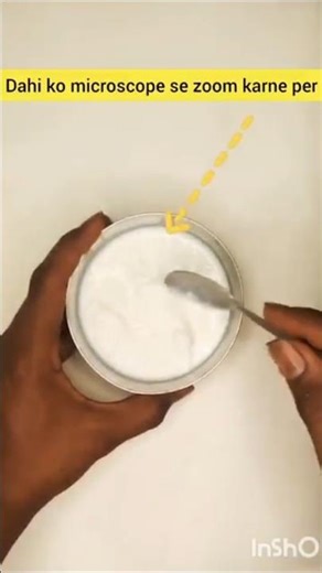 Lactobacillus bacteria under microscope / bacteria in curd