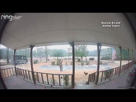 UPS driver vs. rooster | Video shows delivery man in a standoff with an overprotective rooster