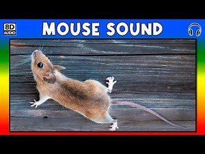 🐭 MOUSE SOUND - MOUSE SOUND EFFECT - SOUND OF MOUSE - NOISE OF MOUSE