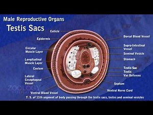 Earthworm: reproductive system