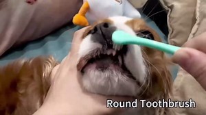 E.M&S.T by Emmeliestella Small Dog & Cat Toothbrush Kit，Micro Head, Kitten Toothbrush, Finger Brush, Starter Kit, Round & Pointed Design, Pet Dental Care, Soft Bristles, Multi-Angle, Deep Clean, 5PCS