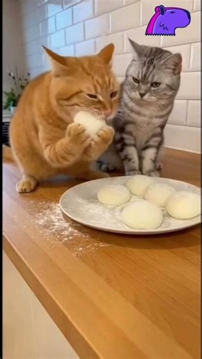 COOKING COMPANIONS: Kitchen Chaos & Cat Fights! 🐱🍳🔥 #funnyshorts #funny #helpmemakethismakesense