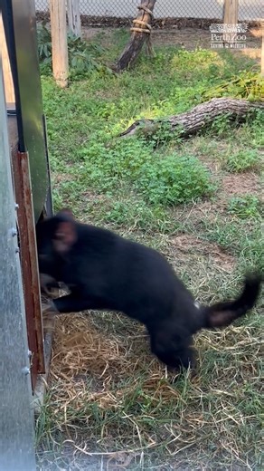29K views · 571 reactions | Look who's new in the Zoo!  A new pair of Tasmanian Devils are settling in behind-the-scenes in our vet department, and clearly delighting the vet nurses caring for them 來 In the coming weeks, Olivia and Megara will be moving into the Australia Bushwalk. Stay tuned for more!  Vet Nurse Maddie | Perth Zoo | Facebook