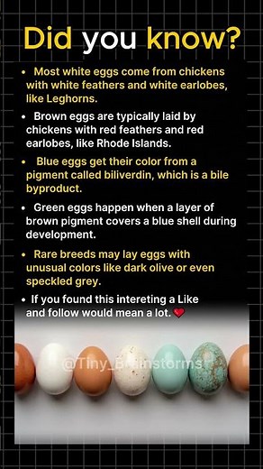 Why Eggs Have Different Colors