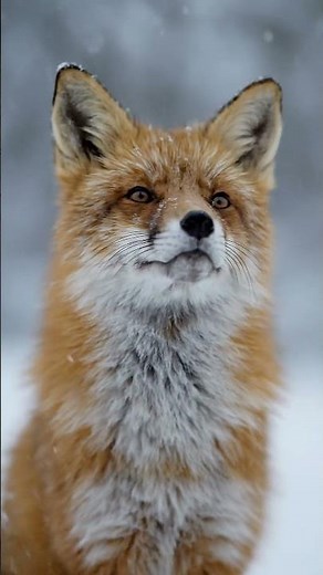 The Lonely Fox in the Frozen World ❄️🦊 #animation #fox #nature