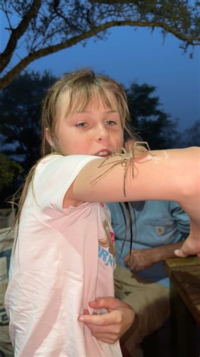 Along came a spider ….a large rain spider that some folks call a wolf spider! | Ivan Carter