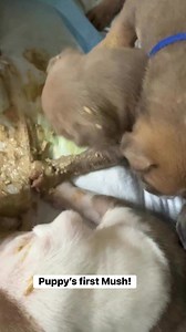 It’s a mushy mess over here! Three weeks old and starting mush is so fun and cute until they dive in head first….Dorothy….. 😂 #funny #puppies #cute #mushmess #fyp #cutebaby #viralchallenge #viral #trending #xlbully #bully #dogs #dogpeople | B-Town Bullies