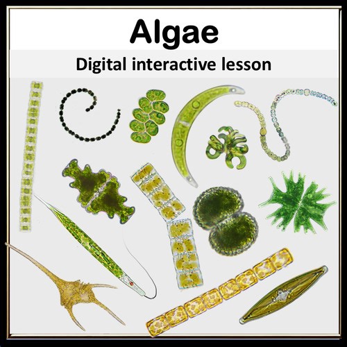 Algae Interactive Lesson — Classification, Habitats, and Identification Practice