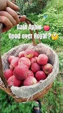 Gala Apple varieties 🍎 complete information guide #apple #gala #fruit #shorts