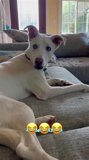 😂😂😂 #voiceover #animals #petsoftiktok #dog #catsoftiktoks | Voice Over Animals