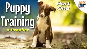 6K views · 238 reactions | ⬇In Episode One: From curious puppy to...