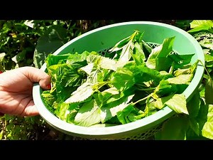 Pat shak recipe | Bengali village style Jute leaves recipe | Pat sag ka bharta | Bengali cuisine
