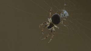 Spider moving in the web - Free Stock Video