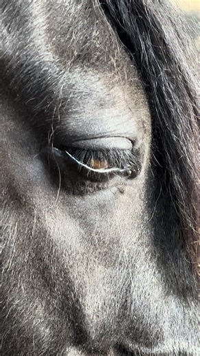 1.2K views | Tomorrow morning, the first video lands in inboxes — your chance to learn gentle, effective massage techniques to help your horse feel relaxed, comfortable, and happy. ✅ No experience needed�✅ Three short videos (Wednesday–Friday)�✅ A calm, kind approach to connection and care Sign up before 6 a.m. Wednesday (UK) — I can’t resend video 1 later.� Sign up now: https://bit.ly/mini-massage-masterclass | The Horse Physio | Facebook