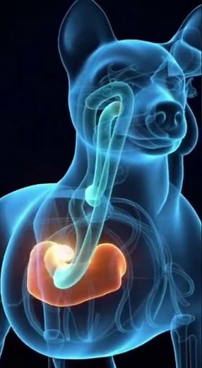 Watch How a Dog’s Body Redirects Digestion (3D Visual) #DogDigestiveSystem #DogAnatomy #3DAnatomy