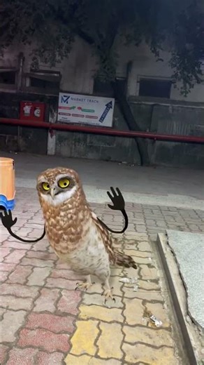 #tepukkartu #reels #viral #viralvideo #trending #explore #explorepage #foryou #apt #ytshorts #comedy