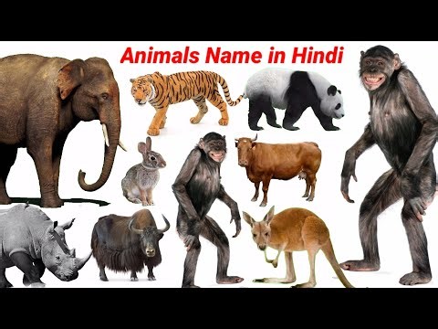 Animals Name in Hindi For Kids Education | Animals Video Cow, Dog, Gorilla | Animals Sounds | #cow |