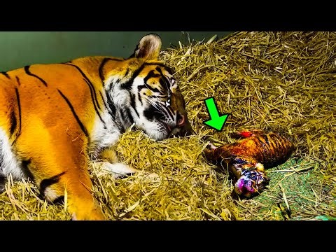 Tigress Gave Birth To A Lifeless Cub. But When She Touched It, A MIRACLE Happened!