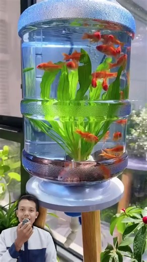 Membuat Aquarium Kreatif dari Galon Bekas