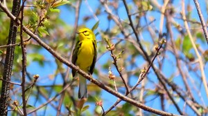Prairie warbler singing (Setophaga discolor) North America. | BIRDS & Nature