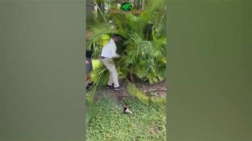 Burmese python found hiding in palm next to Miami-Dade home