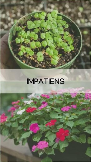 A Beginner’s Guide to Growing Flowers from Seedlings 🌼