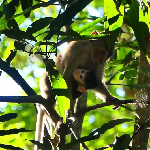 how to beat a monkey at chess
