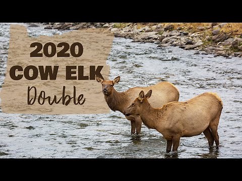 2020 Cow Elk Hunt in Oregon