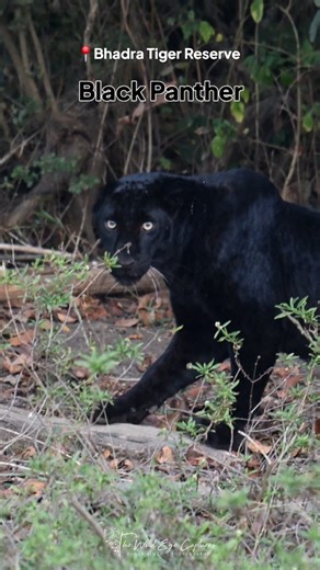 Sohan Singh on Instagram: "A Black Panther is something most wildlife lovers chase. From the quiet, lesser visited jungles of Bhadra emerges a new young male. Rare, Confident and staking his claim in the Bhadra backwaters, his presence unquestioned even by his siblings. May he rule his realm and let many experience the Black Magic ✨ December 2025 . . . . . . . . . . . #blackpanther #natgeoindia #instagood #leopard #the_wildeye_captures #nikonindiaofficial #earthcapture #sonybbcearth #earth #karn
